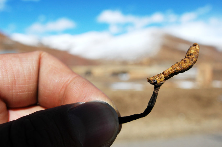 Cordyceps v přírodě